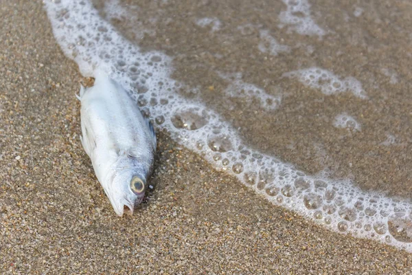 Poissons morts sur la plage, réchauffement climatique . — Photo