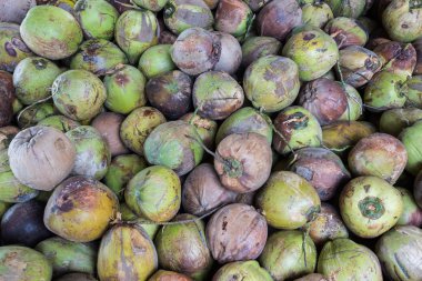 Yeşil Hindistan cevizi grup.