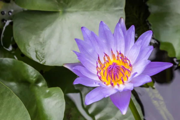 Lotus flower — Stock Photo, Image