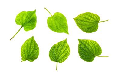 Wildbetal Leafbush (Piper sarmentosum Roxb.) Herbal and medicine clipart