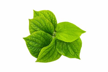 wildbetal leafbush (piper sarmentosum roxb.) bitkisel ve tıp