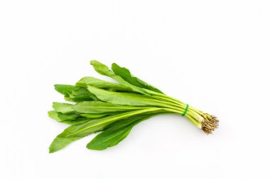 Culantro veya maydanoz.