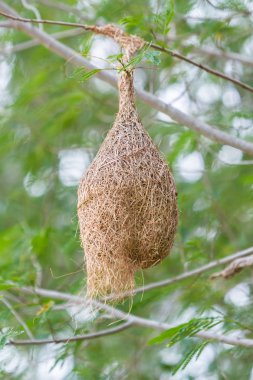 Ploceus philippinus yuva.