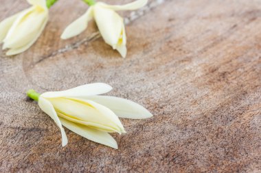 Beyaz champaka çiçek.