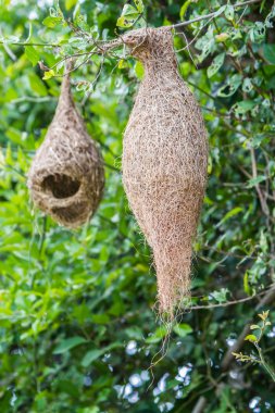 Ploceus philippinus yuva.