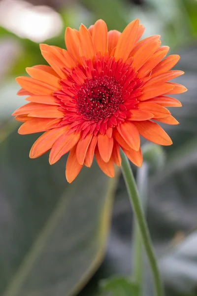 ガーベラ オレンジ色のデイジーの花. — ストック写真