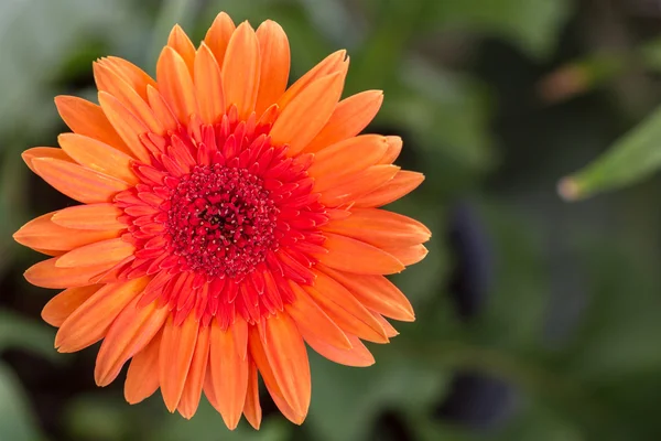 Gerbera fleur de marguerite orange . — Photo