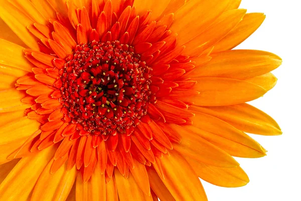 Gros plan une fleur de marguerite gerbera orange . — Photo