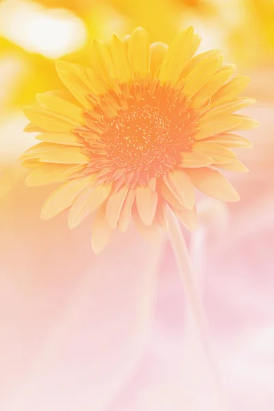 Orange gerbera daisy flower. — Stock Photo, Image