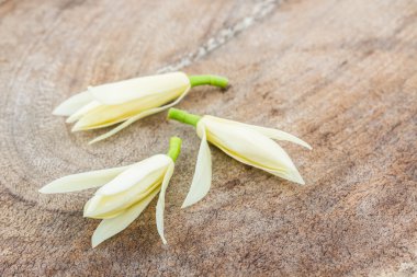 Beyaz champaka çiçek.