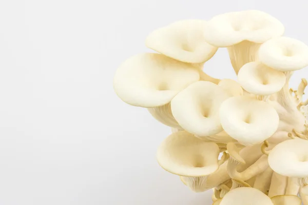 Ostrica Coltivazione funghi . — Foto Stock