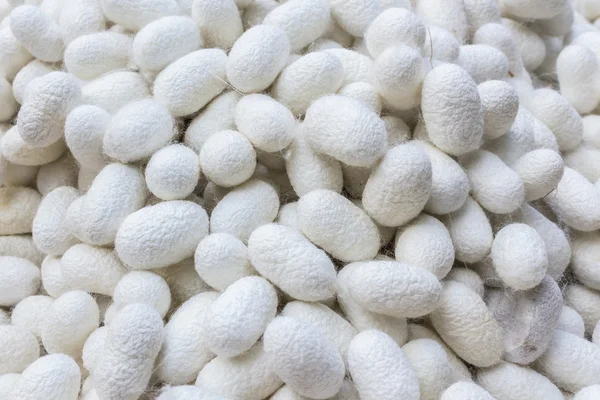 Vit silkworm cocoon. — Stockfoto