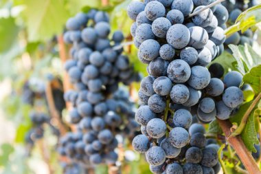 Üzüm çiftlik, olgun kara üzüm yaprakları ile.