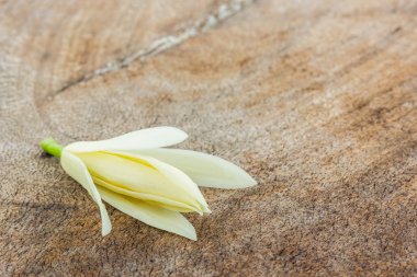 Beyaz champaka çiçek.