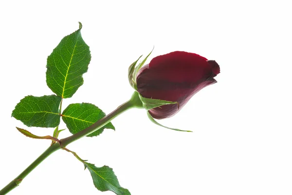 De cerca rosa roja. — Foto de Stock