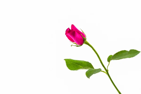 Róża różowy szczegół na białym tle. — Zdjęcie stockowe