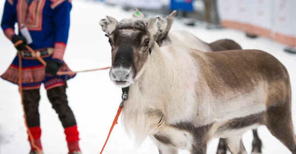 Portrait of a reindeer — Stock Photo, Image