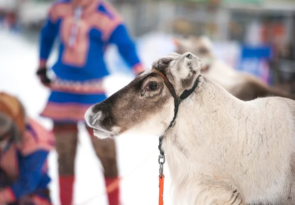Portrait of a reindeer — Stock Photo, Image