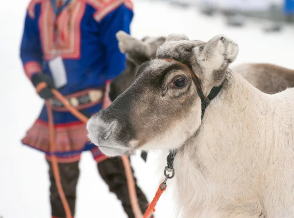 Porträtt av en ren Stockfoto