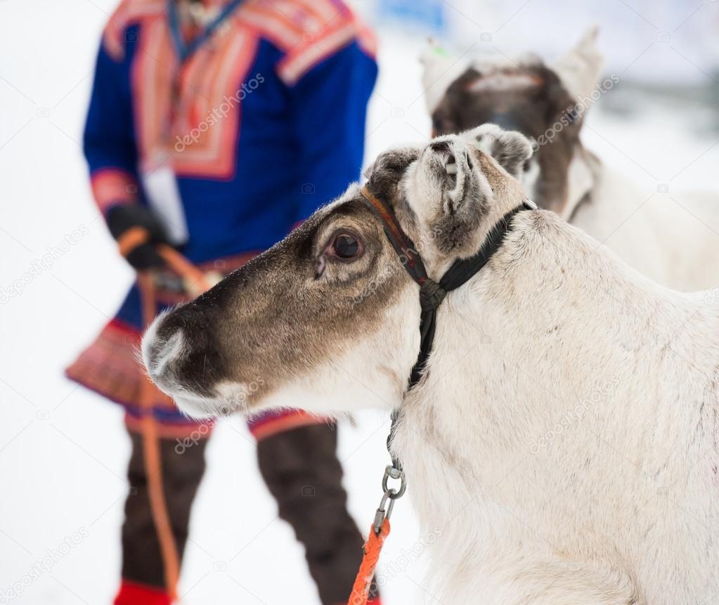 Portrait of a reindeer