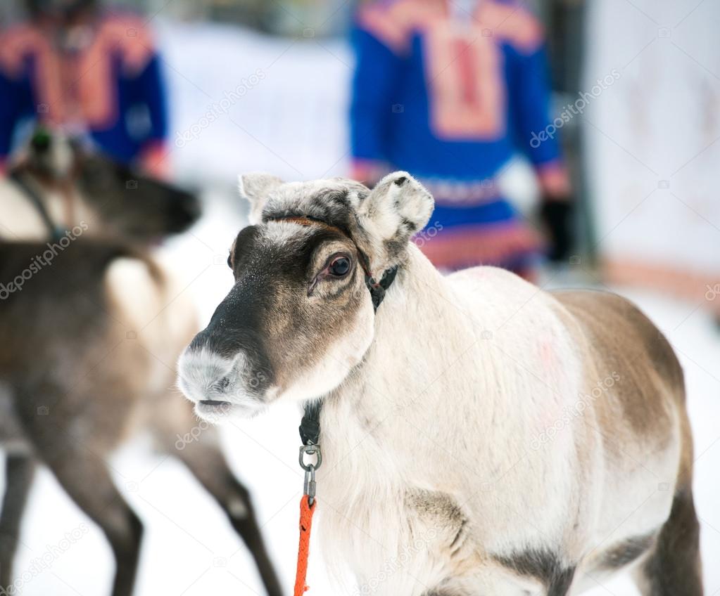 Portrait of a reindeer