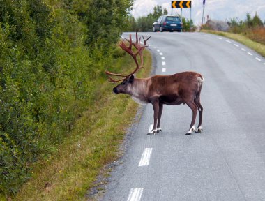 reindeer in Norway clipart