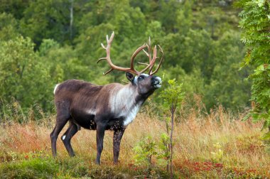 reindeer in Norway clipart