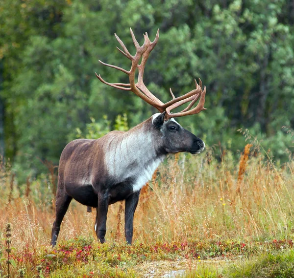 Renar i Norge — Stockfoto