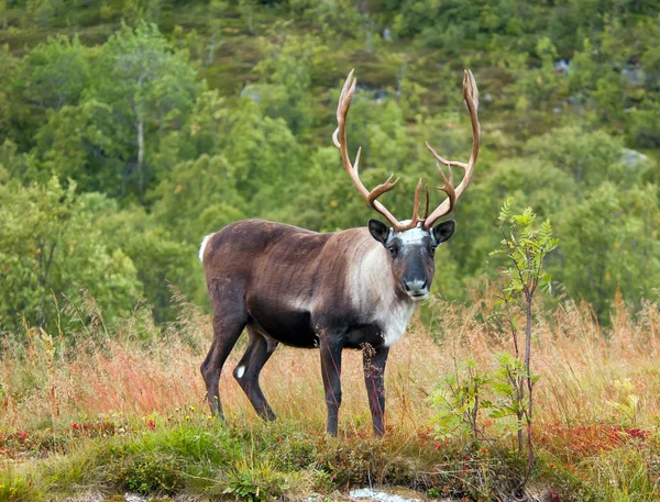 ノルウェーのトナカイ — ストック写真