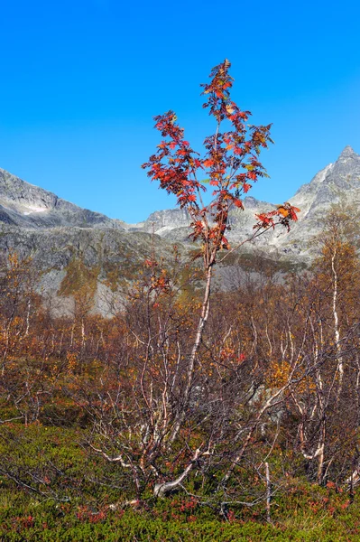 In the mountains of Norway — Stock Photo, Image