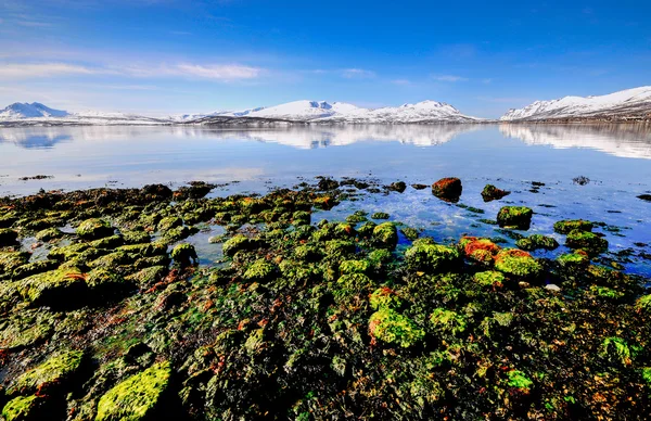 Norveç Denizi kıyısında — Stok fotoğraf