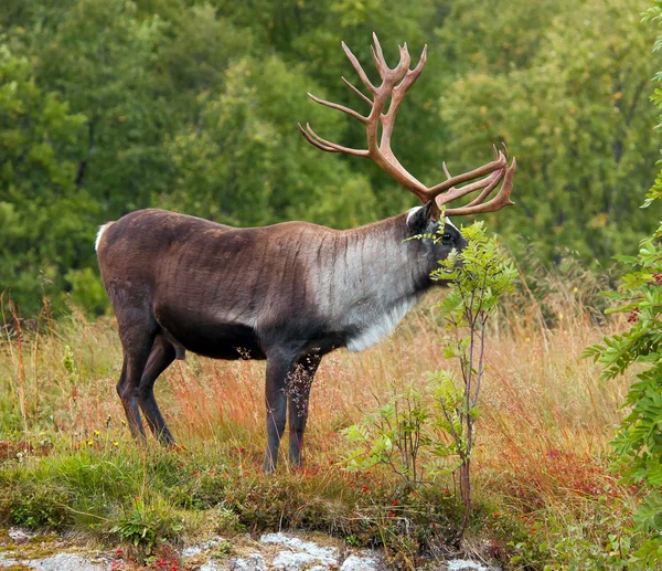 Renar i Norge — Stockfoto