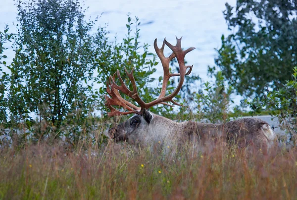 Reindeer in Norway — Stock Photo, Image