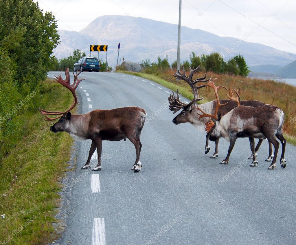 reindeer in Norway