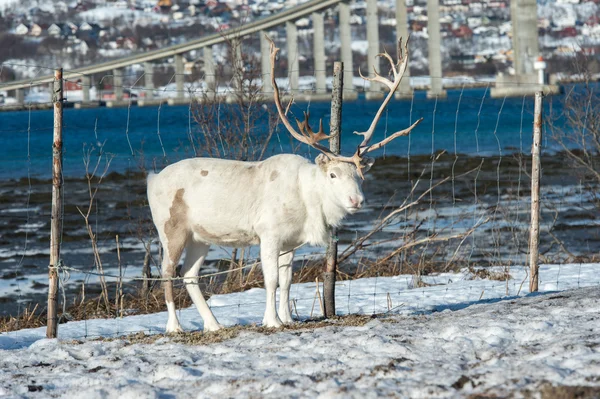 Norra inhemska rådjur i sin omgivning i Skandinavien — Stockfoto