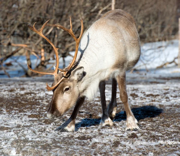 Reindeer in its natural environment in scandinavia — Stock Photo, Image