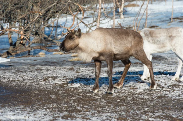 Northern domestic deer in his environment in Scandinavia — Stock Photo, Image