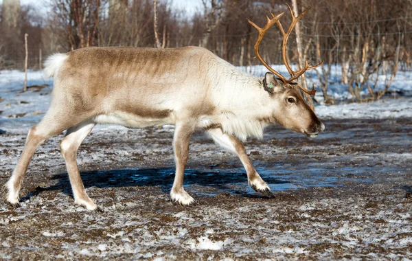 Reindeer in its natural environment in scandinavia — Stock Photo, Image
