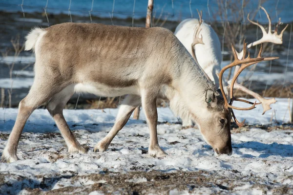 Northern domestic deer in his environment in Scandinavia — Stock Photo, Image