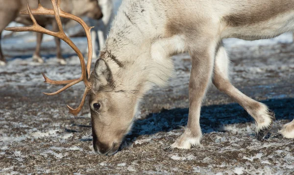 Northern domestic deer in his environment in Scandinavia — Stock Photo, Image