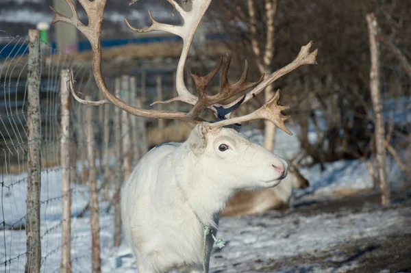 Reindeer portrait — Stock Photo, Image