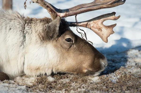 Reindeer portrait — Stock Photo, Image