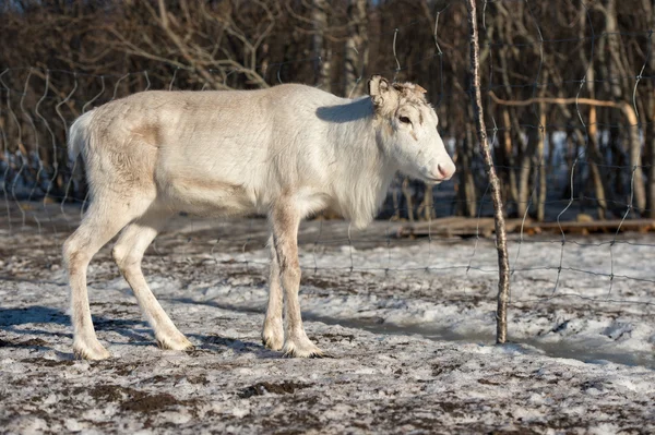 Nördliches Reh in seiner Umgebung in Skandinavien — Stockfoto