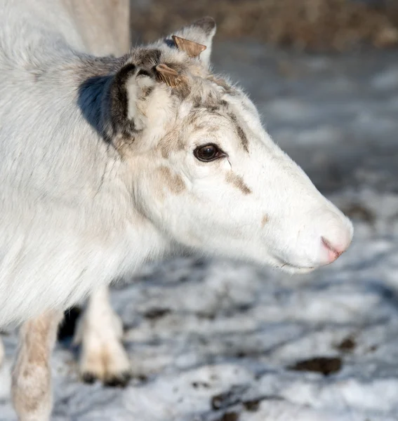 Reindeer portrait Stock Image