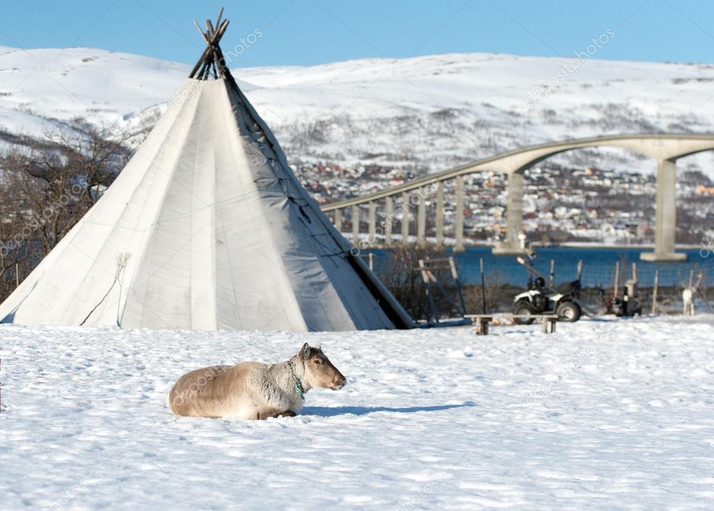 reindeer in its natural environment in scandinavia