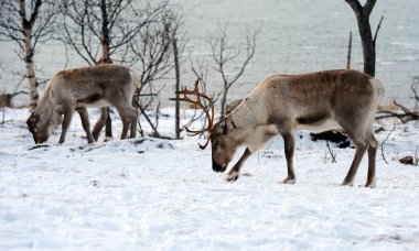 Onun çevre İskandinavya Kuzey iç geyik