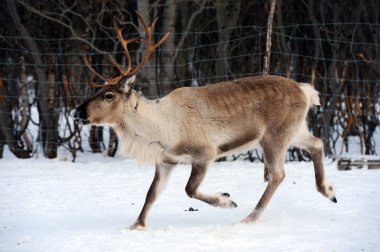 Onun çevre İskandinavya Kuzey iç geyik