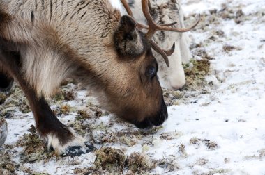 Onun çevre İskandinavya Kuzey iç geyik