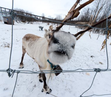Onun çevre İskandinavya Kuzey iç geyik