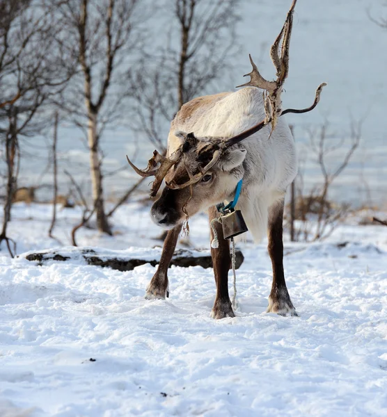 Noordelijke binnenlandse herten in zijn omgeving in Scandinavië — Stockfoto